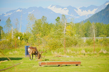 reindeer (scientific name: Rangifer tarandus), which is also widely known as a caribou in North America taken in  Alaska Wild animal conservation center © Feng