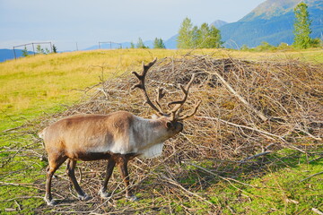 reindeer (scientific name: Rangifer tarandus), which is also widely known as a caribou in North America taken in  Alaska Wild animal conservation center © Feng