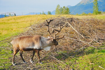 reindeer (scientific name: Rangifer tarandus), which is also widely known as a caribou in North America taken in  Alaska Wild animal conservation center © Feng