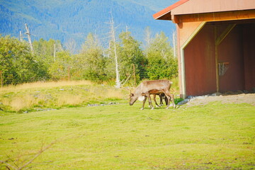 reindeer (scientific name: Rangifer tarandus), which is also widely known as a caribou in North America taken in  Alaska Wild animal conservation center © Feng