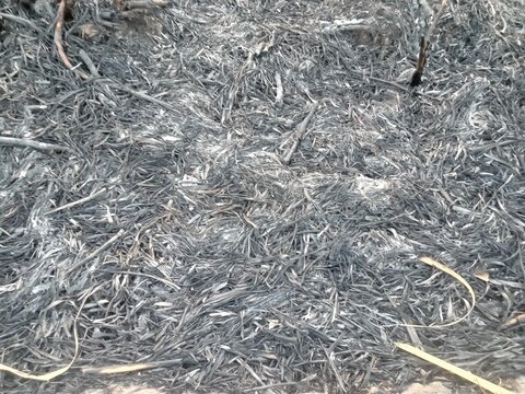 Burned sugarcane field residue after harvest, with dry charred leaves, stems, and plant debris covering the ground in a rural agricultural area of Java, Indonesia.