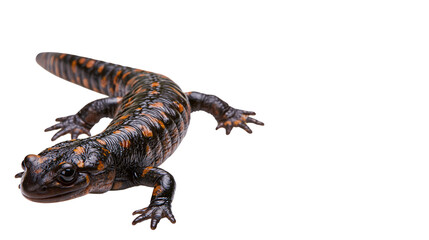 Obraz premium Fire salamander with orange spotted skin and glossy eyes isolated on transparent background PNG element