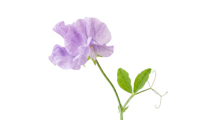 Fototapeta premium Single Lavender Sweet Pea Flower on Stem.