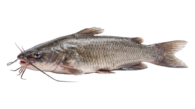 Fresh Whole Catfish Lying Side View.