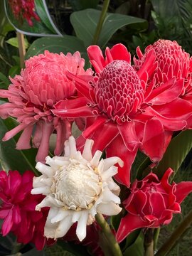 Vibrant Cluster of Torch Ginger Flowers (Etlingera elatior), Also Known Locally in Sri Lanka as The Siddhartha Flower