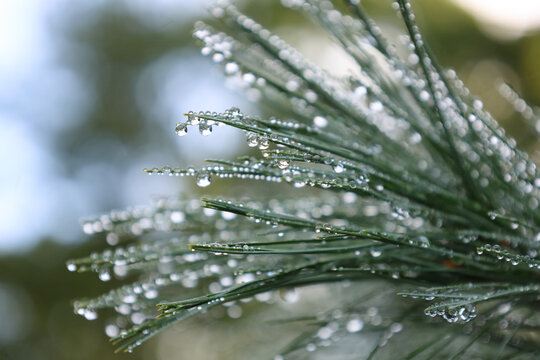 Dew-Covered Pine Needles Sparkling with Water Droplets in the Morning