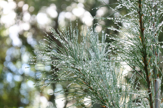 Dew-Covered Pine Needles Sparkling with Water Droplets in the Morning