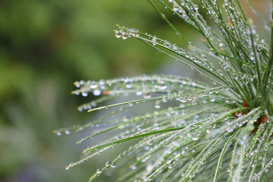 Dew-Covered Pine Needles Sparkling with Water Droplets in the Morning