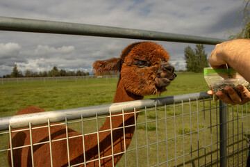 Fototapeta premium A young brown Alpaca being fed through a fence on an Alpaca Farm