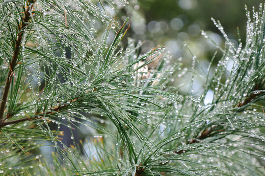 Dew-Covered Pine Needles Sparkling with Water Droplets in the Morning