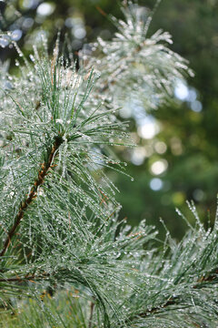 Dew-Covered Pine Needles Sparkling with Water Droplets in the Morning