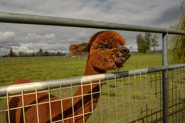 Fototapeta premium Close up of a young brown Alpaca looking through a fence