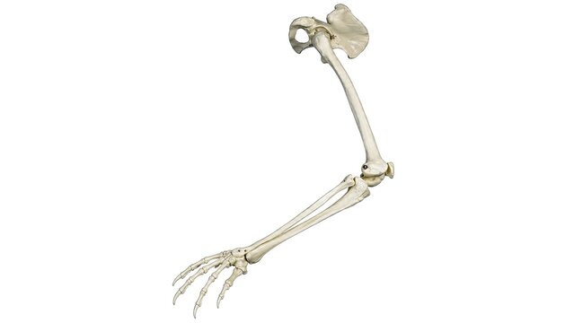 Human upper limb skeleton anatomy showing shoulder blade arm bones elbow forearm wrist and hand isolated on white background