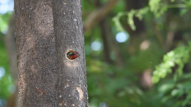 A Coppersmith Barbet emerges from its tree nest and looks around before flying away, showcasing alert behavior and the natural nesting habits of this colorful bird.
