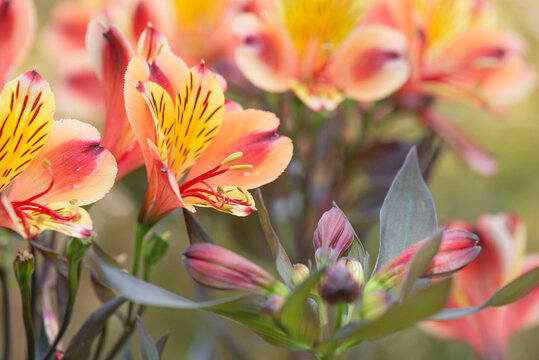 closeup on flowers range, red and yellow Alstroemeria Peruvian lily &lsquo;Indian Summer&rsquo; in garden