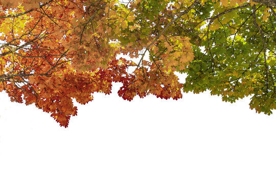autumnal foliage of a maple tree on  branches, golden, red, yellow and green leaf on white background