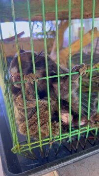 Pygmy Marmoset Monkey Locked in Cage Animal Care and Captivity Concept