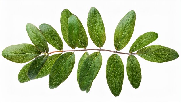 Fresh Twig With Green Leaves Of Cotoneaster Isolated On White Or Transparent Background
