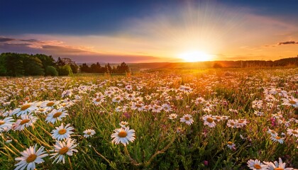 Fototapeta premium Beautiful Sun Drenched Spring Summer Meadow Natural Colorful Landscape With Many Wild Flowers Of Daisies Against Bright Orange Sun In Sunset Sky