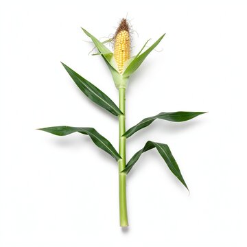 Harvested corn stalk on white background