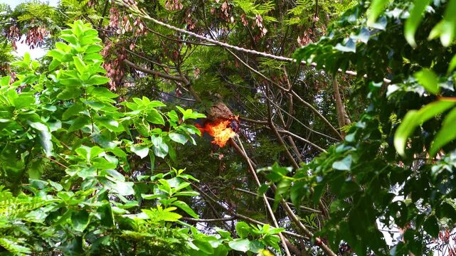 Fire burning a hornet's nest on a tree branch.