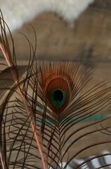 Peacock feather close up © Natalia