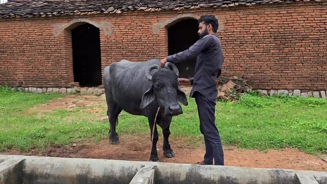 Young indian man tying rope to secure domestic water buffalo