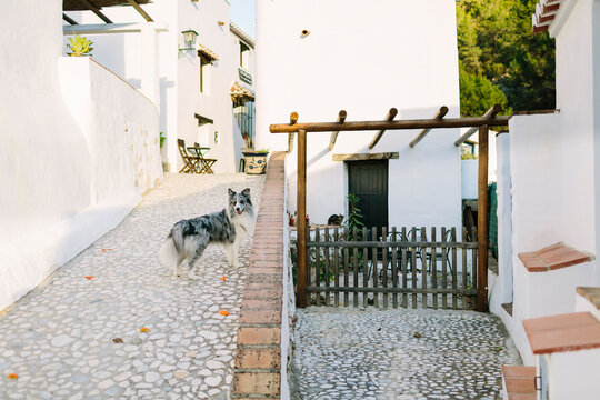 Dog in Village Lane