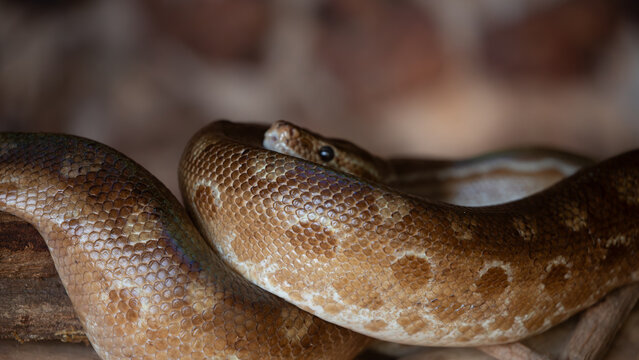 The salamanta snake coiled on a branch, Epicrates assisi close-up details