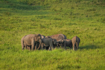 Herd of Wild Asian Elephants in Grassland at Khao Yai National Park, Thailand © jakkrit