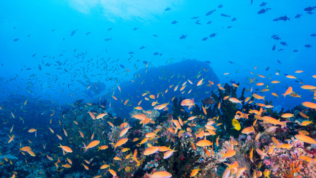 School of Anthias swimming over the coral