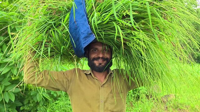 Smiling young indian farmer carrying heavy bundle of green fodder grass on head
