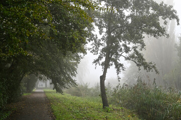 An atmospheric landscape shot of a path disappearing into a thick fog. A dense line of trees frames the path on the left, while a single isolated tree stands on the right. © Peter