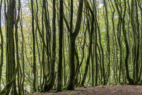View of dense, moss-covered beech trees with slender trunks and a forest floor covered in autumn leaves in Rebild National Park, Skorping, Jutland, Denmark.