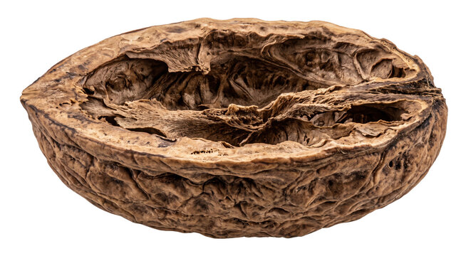 Single empty brown walnut shell half, showcasing its intricate textured interior and rugged exterior, isolated on a clean white background