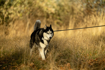 Walking with your favorite husky dogs in the park in autumn. Autumn walk in the park with your dog. © sergo321