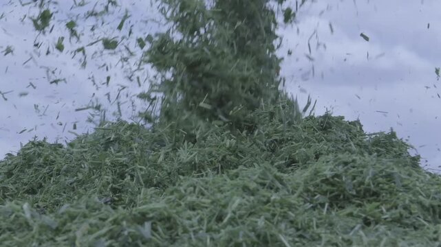 Low angle shot of chopped green forage silage blowing from harvesting machine into pile against overcast sky