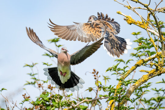 european turtle dove in flight
