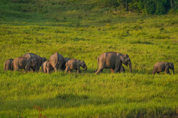 Wild Asian Elephant Herd Walking Through Grassland in Khao Yai, Thailand © jakkrit