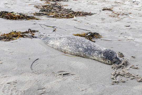 View of a seal resting on the sandy beach at Grenen, Skagen, Jutland, Denmark.