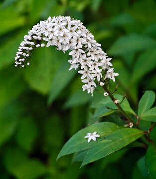 Lysimachia clethroides.Japan
