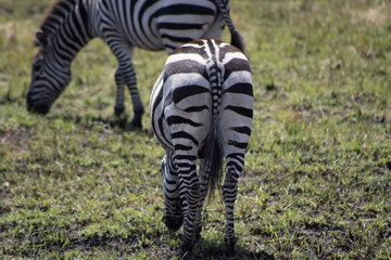 Zebra butt, zebra hind end, zebra rear end © Danielle