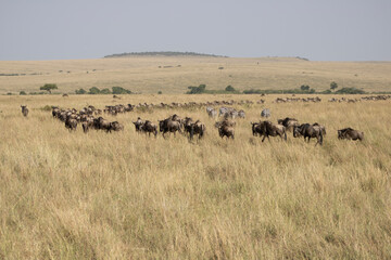 Fototapeta premium Herd of wildebeest, herd of zebra, savanna, great migration, Kenya
