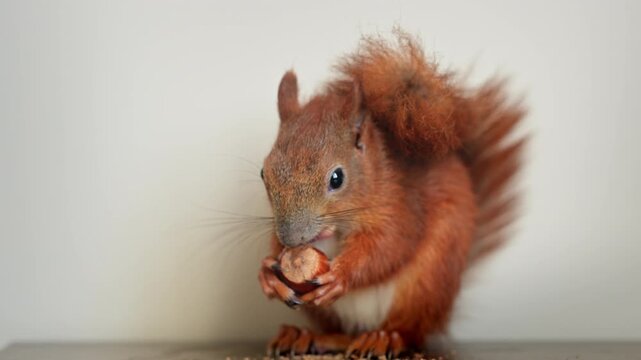 Fluffy red squirrel holds and nibbles a hazelnut, adorable wild animal feeding close-up in 4K.