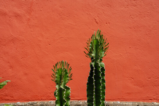 Cactus mexicano con un fondo de pared colorida