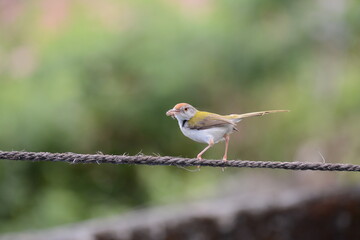 Obraz premium Tailorbird perched on a wire holding an insect in its beak 3