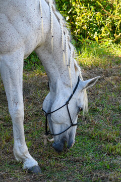 Cavallo con criniera intrecciata che pascola sul prato