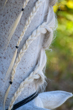 Particolare della criniera con trecce di un cavallo