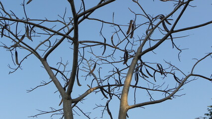 Obraz premium Bare tree branches with seed pods against a clear blue sky