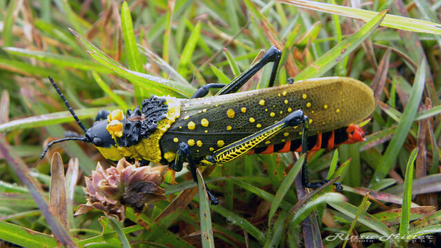 Painted grasshopper with vivid spotted markings resting on grass